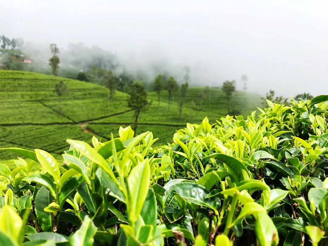 Private airport transfer to Nuwara Eliya, Sri Lanka